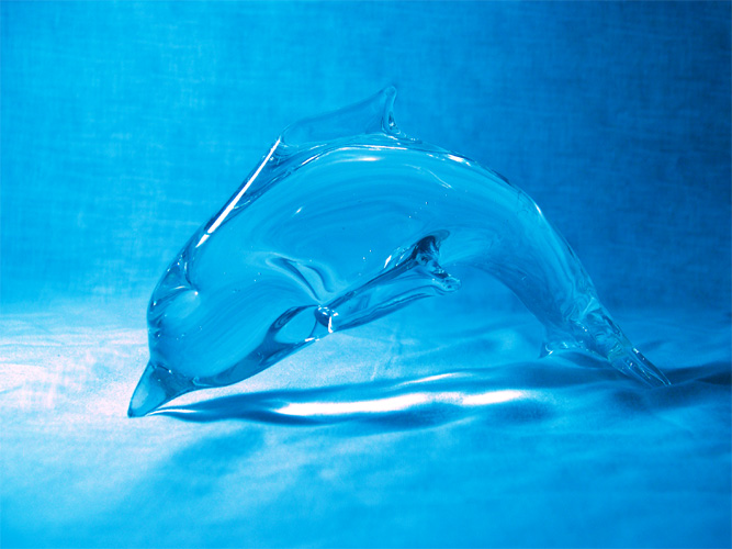 Dolphin