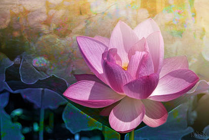 Lotus with background