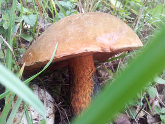 Mushroom photo stock #2