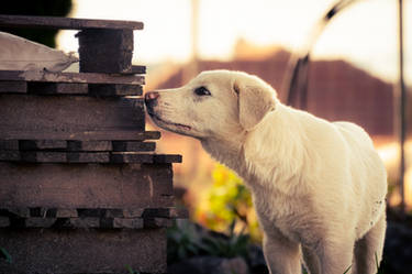 Herding Dog Puppy