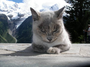 Cat In The Mountains