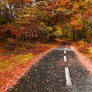 The Autumn Fallen Road...