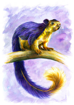 Indian Giant Squirrel