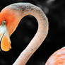 Pink Flamingo