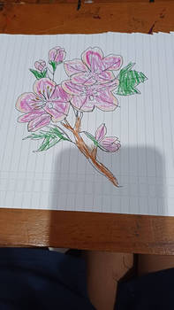 Cherry Blossom drawing