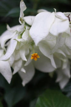 flower white yellow