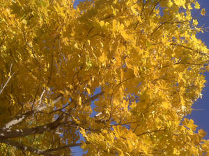 Golden Autumn Colours