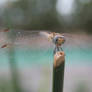 Dragonfly 1