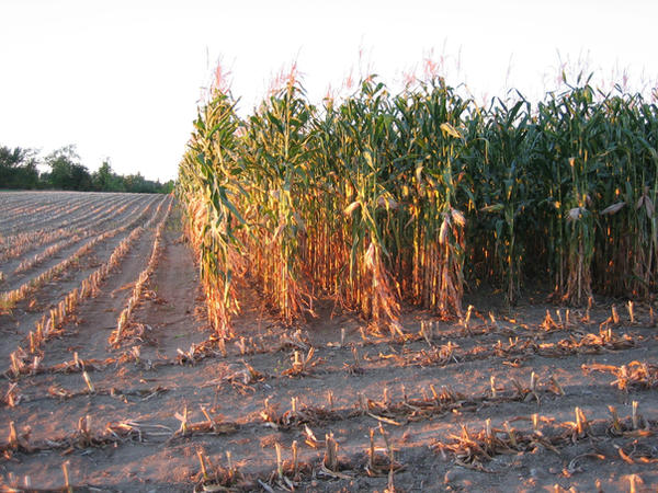 Corn Rows Stock Image corn rows by heatherspettals on DeviantArt