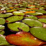 Lilly pads