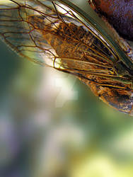 cicada summer