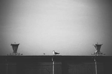 seagull