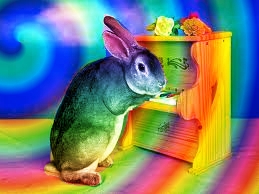 Rainbow bunny.....