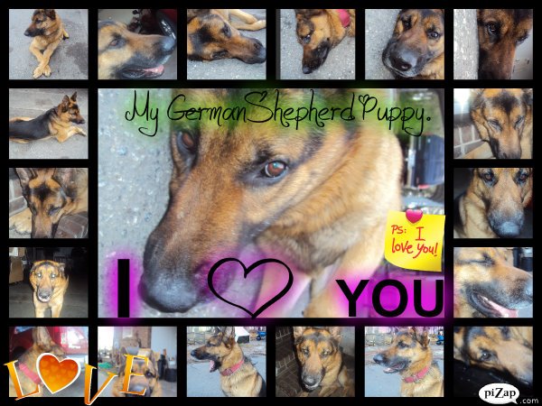 My German Shepherd