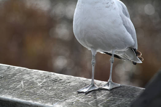 Seagull Feet