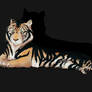 Black tigress
