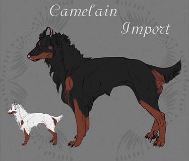 Camelain Import 03