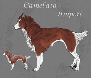 Camelain Import 04