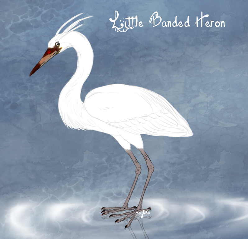 Little banded heron import 02