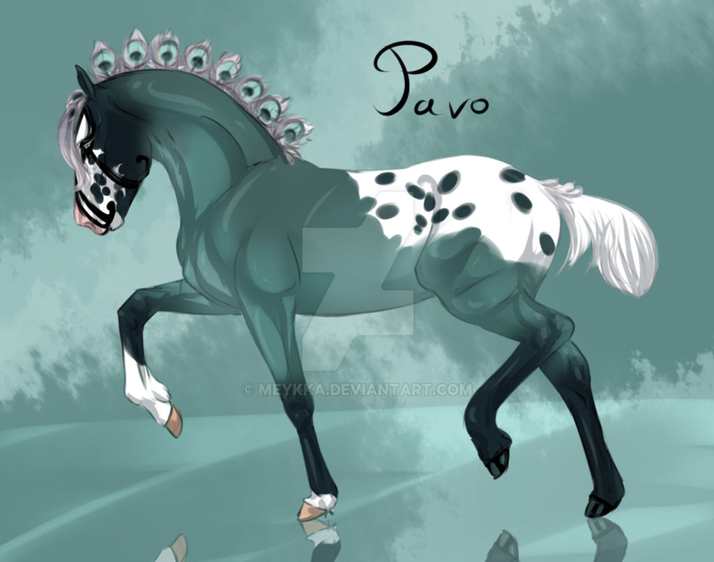 Pavo foal ref