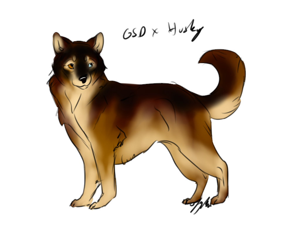 GSD x husky design