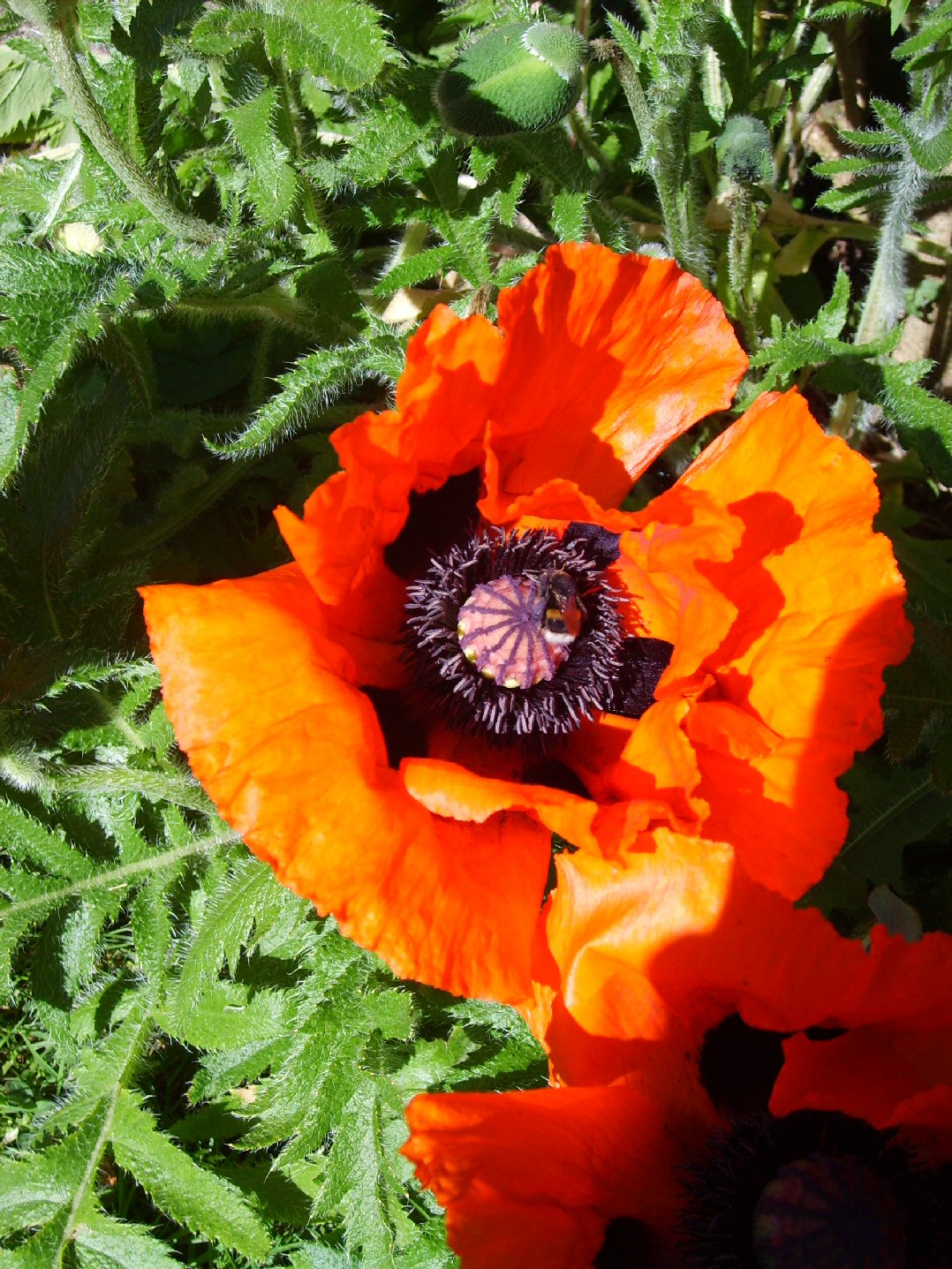 poppy