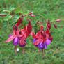 fuschia