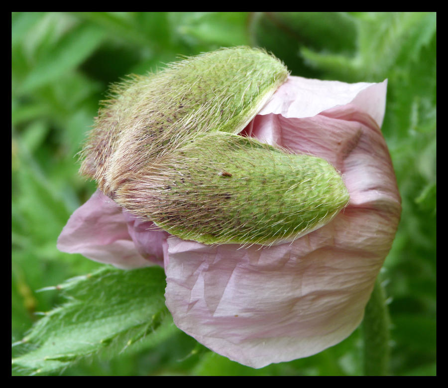 wild poppy