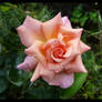 compassion rose