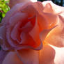 compassion rose