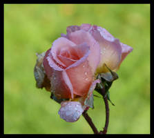 rose with dew