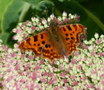 comma butterfly by kram666