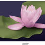 Water Lily