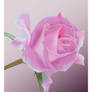 Purple Rose