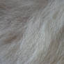 Polar Bear Fur