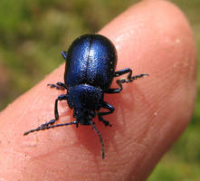 Blue Beetle Chrysomelidae