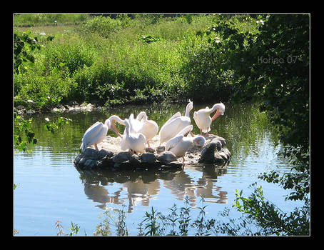 White Swans