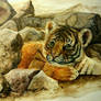 watercolor practise - tiger cub
