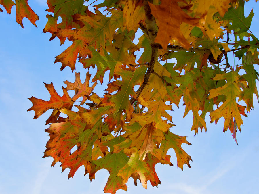 Oak Leaves