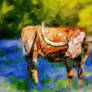 Longhorn and Bluebonnets