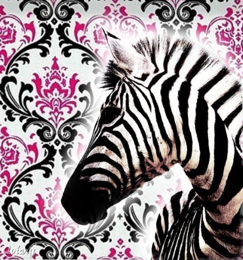 Zebra.Love