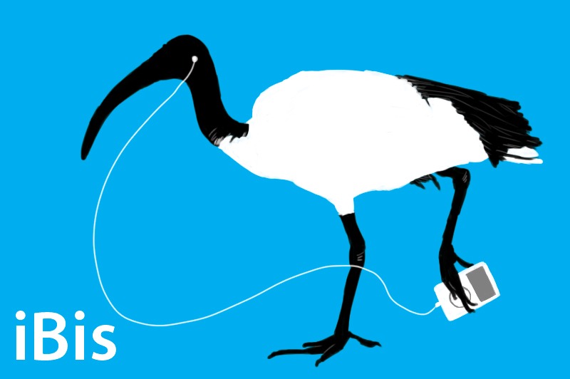 iBis