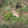 A Hungary Rabbit