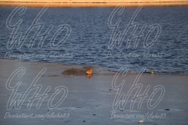 Muskrat on Ice