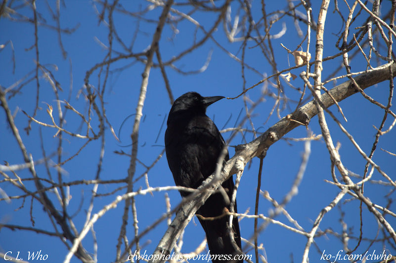 Raven Sitting in a Tree by CLWho83 on DeviantArt