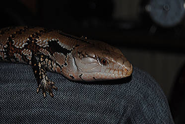 blue tongue skink