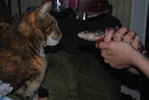 blue tongue skink