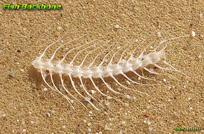 Fish Backbone by SevenBar on DeviantArt