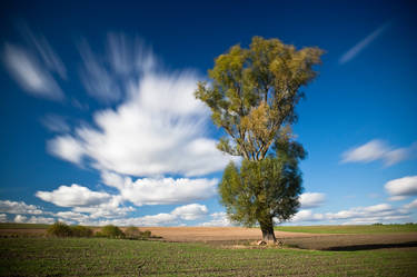 Polish Landscape IV