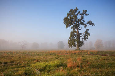 Polish Landscape V